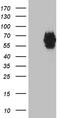 Myotilin antibody, TA809573, Origene, Western Blot image 