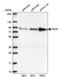 Peroxisomal targeting signal 1 receptor antibody, HPA039260, Atlas Antibodies, Western Blot image 