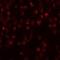 Mimitin, mitochondrial antibody, orb75293, Biorbyt, Immunofluorescence image 