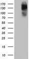 Histone Deacetylase 6 antibody, CF502053, Origene, Western Blot image 