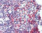 Platelet Derived Growth Factor Receptor Beta antibody, ADI-905-682-100, Enzo Life Sciences, Immunohistochemistry frozen image 