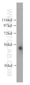 Cytochrome P450 Family 3 Subfamily A Member 5 antibody, 13737-1-AP, Proteintech Group, Western Blot image 