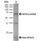 Autophagy Related 12 antibody, LS-C775286, Lifespan Biosciences, Western Blot image 