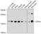 CETN2 antibody, 19-637, ProSci, Western Blot image 