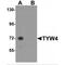 Leucine Carboxyl Methyltransferase 2 antibody, MBS150518, MyBioSource, Western Blot image 