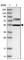 Zinc Finger CCHC-Type Containing 7 antibody, HPA021088, Atlas Antibodies, Western Blot image 