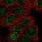Dynactin Subunit 5 antibody, NBP2-57058, Novus Biologicals, Immunofluorescence image 