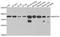 NADH:Ubiquinone Oxidoreductase Subunit A9 antibody, A3196, ABclonal Technology, Western Blot image 