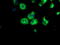 Paraplegin antibody, TA504420, Origene, Immunofluorescence image 