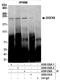 Dedicator of cytokinesis protein 9 antibody, A300-532A, Bethyl Labs, Immunoprecipitation image 