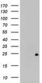 Zinc Finger AN1-Type Containing 5 antibody, TA800483BM, Origene, Western Blot image 