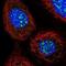 Nucleolar Protein 8 antibody, NBP1-92194, Novus Biologicals, Immunofluorescence image 