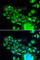 Fizzy And Cell Division Cycle 20 Related 1 antibody, A5550, ABclonal Technology, Immunofluorescence image 