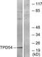 TPD52 Like 2 antibody, TA312093, Origene, Western Blot image 