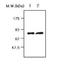 Complement C9 antibody, orb95157, Biorbyt, Western Blot image 
