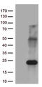 20 kDa myosin light chain antibody, TA813394S, Origene, Western Blot image 
