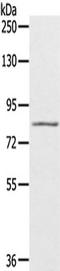 SRSF Protein Kinase 1 antibody, TA350417, Origene, Western Blot image 