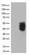 Programmed cell death 1 ligand 2 antibody, TA806586S, Origene, Western Blot image 