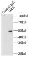 PTK6 antibody, FNab00959, FineTest, Immunoprecipitation image 