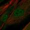 Proline Rich 16 antibody, HPA049254, Atlas Antibodies, Immunofluorescence image 