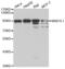 Mitotic spindle assembly checkpoint protein MAD1 antibody, abx001067, Abbexa, Western Blot image 