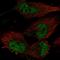 TatD DNase Domain Containing 1 antibody, HPA053045, Atlas Antibodies, Immunocytochemistry image 