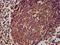 G Protein-Coupled Receptor 174 antibody, CSB-PA887146LA01HU, Cusabio, Immunohistochemistry paraffin image 