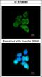 Multiple Inositol-Polyphosphate Phosphatase 1 antibody, GTX108680, GeneTex, Immunocytochemistry image 