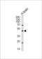 Monoacylglycerol lipase ABHD12 antibody, LS-C155866, Lifespan Biosciences, Western Blot image 