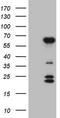 BTB/POZ domain-containing protein 10 antibody, TA808404, Origene, Western Blot image 