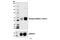 DOK2 antibody, 3911S, Cell Signaling Technology, Western Blot image 