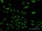 Nucleosome Assembly Protein 1 Like 3 antibody, H00004675-D01P, Novus Biologicals, Immunofluorescence image 