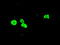 Forkhead Box A1 antibody, LS-C114414, Lifespan Biosciences, Immunofluorescence image 
