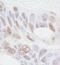 Rea antibody, NB100-1807, Novus Biologicals, Immunohistochemistry paraffin image 