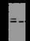 Gephyrin antibody, 204785-T40, Sino Biological, Western Blot image 