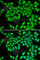 DNA replication licensing factor MCM3 antibody, A1060, ABclonal Technology, Immunofluorescence image 