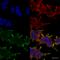 HspB5 antibody, SMC-159B-P594, StressMarq, Immunofluorescence image 