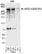AT-Rich Interaction Domain 1A antibody, A301-040A, Bethyl Labs, Western Blot image 