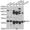 Cysteine desulfurase, mitochondrial antibody, LS-C748439, Lifespan Biosciences, Western Blot image 