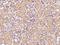 V-Set Immunoregulatory Receptor antibody, 13482-T26, Sino Biological, Immunohistochemistry frozen image 