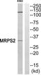 Mitochondrial Ribosomal Protein S2 antibody, PA5-39239, Invitrogen Antibodies, Western Blot image 