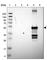 Cytochrome P450 2C8 antibody, HPA013970, Atlas Antibodies, Western Blot image 