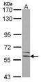 Lectin, Mannose Binding 1 antibody, GTX114530, GeneTex, Western Blot image 