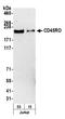 CD45RO antibody, A500-020A, Bethyl Labs, Western Blot image 
