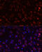 Multiple EGF Like Domains 10 antibody, 13-696, ProSci, Immunofluorescence image 