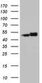 Heterogeneous nuclear ribonucleoprotein H antibody, CF810894, Origene, Western Blot image 