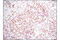 Histone H3 antibody, 4499S, Cell Signaling Technology, Immunohistochemistry paraffin image 