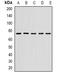 Ubiquitin-associated and SH3 domain-containing protein B antibody, orb382102, Biorbyt, Western Blot image 