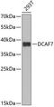 DDB1- and CUL4-associated factor 7 antibody, 22-487, ProSci, Western Blot image 