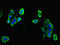 X-linked retinitis pigmentosa GTPase regulator antibody, LS-C378423, Lifespan Biosciences, Immunofluorescence image 